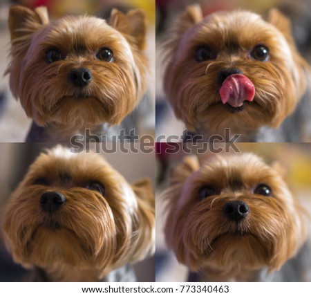 Collage of four pictures of Yorkies with different facial expressions.