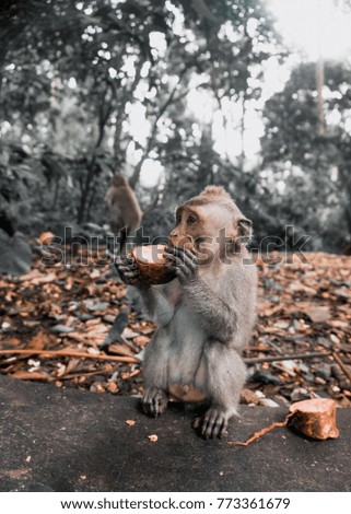 Sacred Monkey Forest Sanctuary, Ubud, Bali 