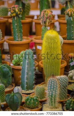 Small colorful cactus in container for planting.