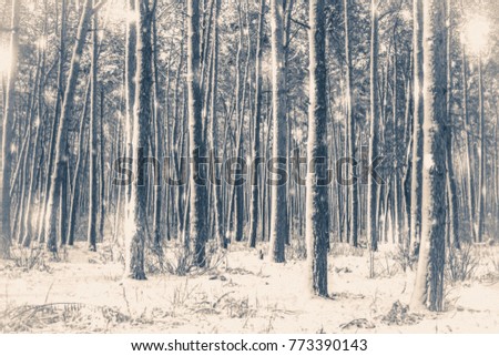 Old vintage photo. Tree pine spruce in magic forest winter with falling snow sunny day. Snow forest snowfall. Christmas Winter New Year background trembling scenery.
