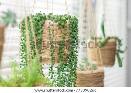 Hanging garden - succulent plants in similar twine pots, senecio rowleyanus Royalty-Free Stock Photo #773390266