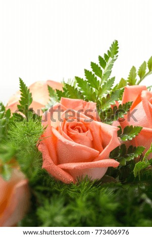 close up wet orange roses with fern leaves on white background.