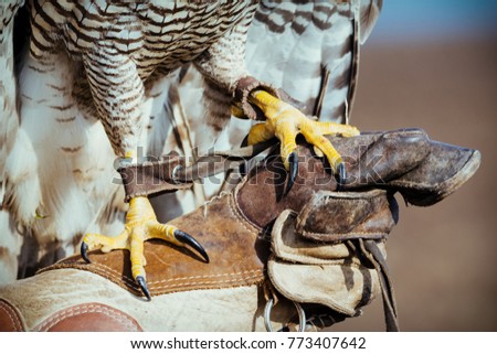 Falconer with hawk on the hand