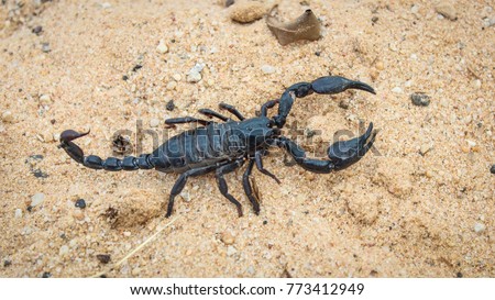 Scorpion creeps on the sand close up.