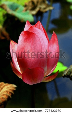Beautiful plant: lotus