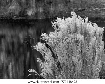 Decorative Grass by Pond - Photograph of dry decorative grass by a pond.  Selective focus on the grass in the center of the image. 