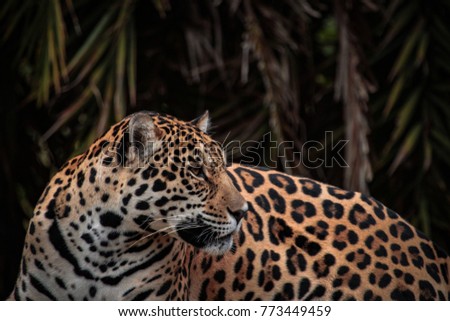 American jaguar. Panthera onca also known in South America as painted onça. Brazil.