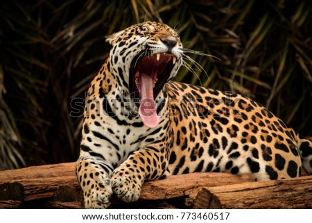 Jaguar yawning. Panthera onca. Brazil.