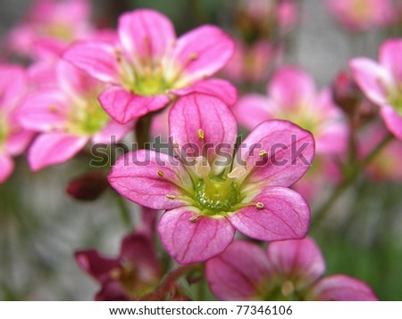 Pink flowers of Saxifrage macro