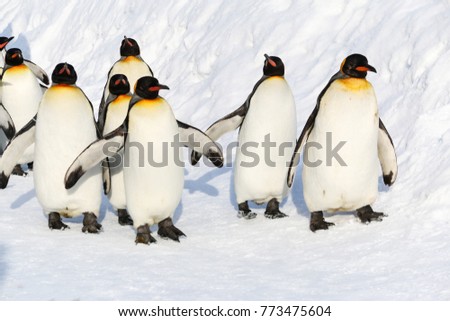 Group of King penguins walking on the snow in winter in Hokkaido, Japan.