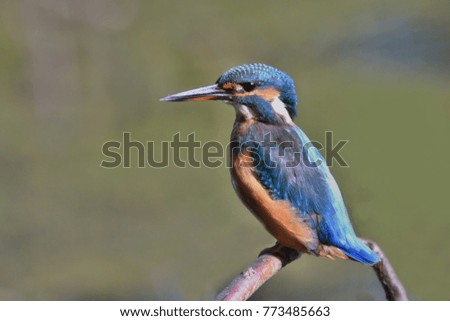 Beautiful kingfisher with clear green background. Kingfisher, blue and orange bird sitting on the branch in the river. Beautiful bird in the nature. Wildlife scene from the river. Animal from Germany.