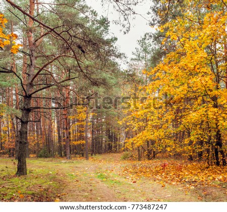 Autumn landscape in the park. Nature in the vicinity of Pruzhany, Brest region.