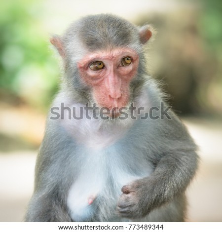 Picture of the old Macaque Rhesus