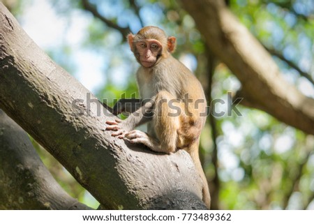 Picture of the Macaque Rhesus baby