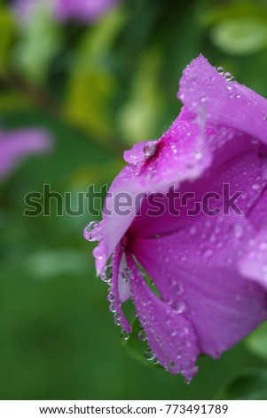 Beautiful flowers Vinca rosea, with drops after rain, in shades of pink and purple,  in the garden, tender romantic floral background, macro. 