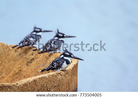 Pied kingfisher in Kruger national park, South Africa ; Specie Ceryle rudis family of Alcedinidae