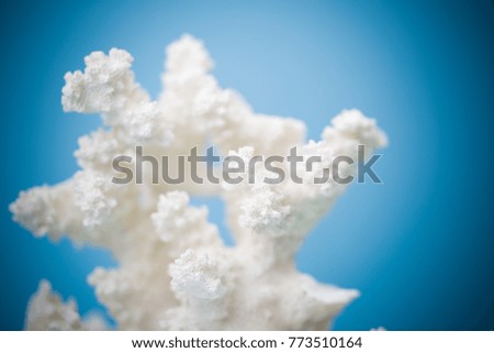 White coral isolated on blue background.