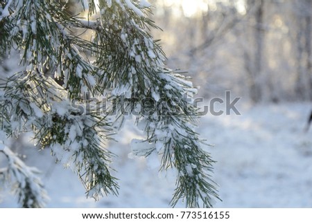 Winter, forest, snow. Snow-covered pine forest, a beautiful winter landscape, nature. A pine branch in the snow.