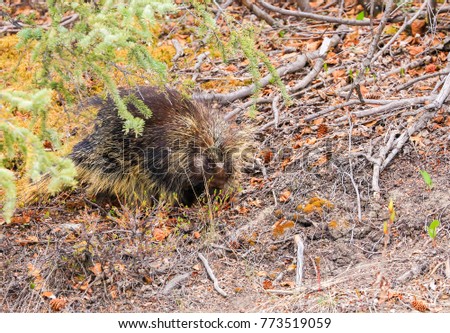 One Porcupine in the undergrowth near Denali National Park in Alaska, USA
