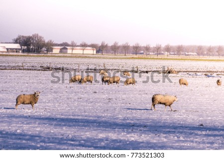 Dutch winter landscape with sheep, white frozen gras and snow white sheeps, Noordoostpolder Netherlands