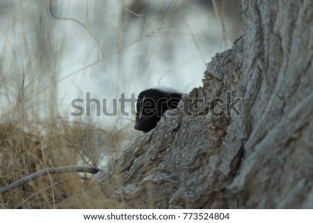 Skunk (Mephitis mephitis) New Mexico