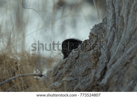Skunk (Mephitis mephitis) New Mexico
