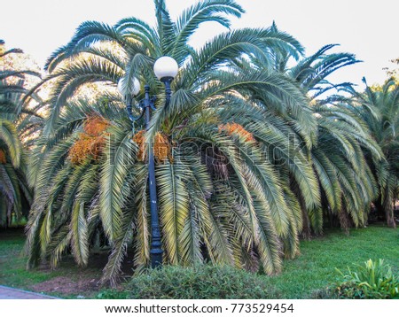 tropical palm trees in the Riviera park in Sochi Russia