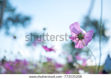 Pink cosmos field with blue sky background 