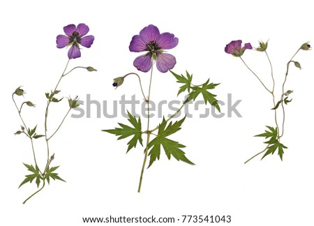 Picture of dried flowers Geranium psilostemon (Armenian cranesbill) in several variants / Herbarium from dried blossoming flower arranged in a row.