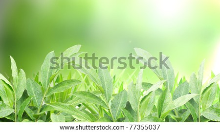 Green Nature plant with burred green background