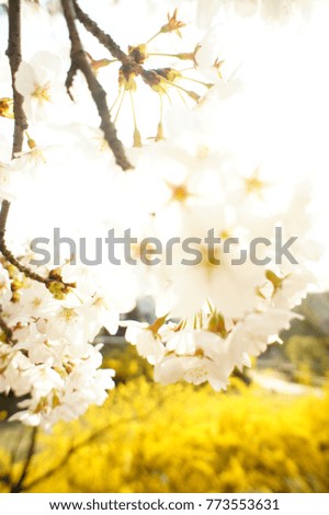 blossom of spring