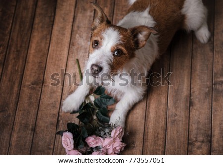 the dog is holding flowers in the paws. St. Valentine's Day. Lovely jack russell terrier on wooden background