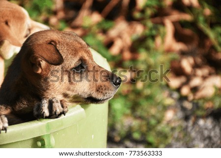Puppies in bucket and the sun light.