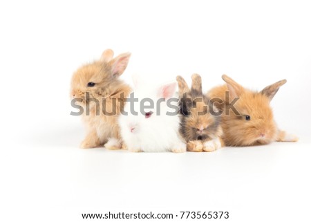 Baby rabbit 1 month old on white background