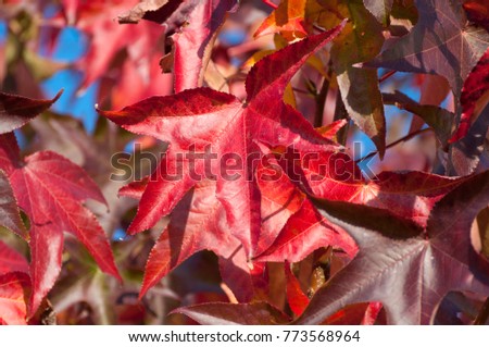 Colorful leafs, liquidamber tree Royalty-Free Stock Photo #773568964