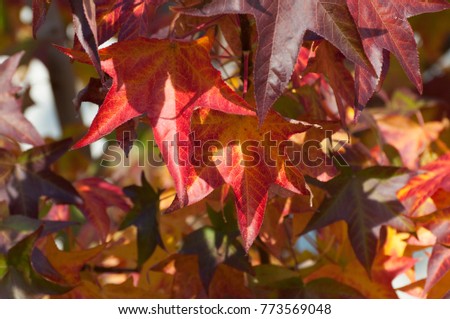 Colorful leafs, liquidamber tree Royalty-Free Stock Photo #773569048