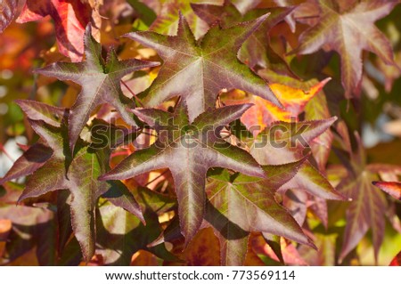 Colorful leafs, liquidamber tree Royalty-Free Stock Photo #773569114