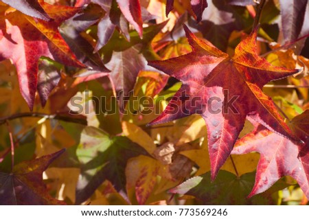Colorful leafs, liquidamber tree Royalty-Free Stock Photo #773569246