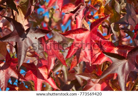 Colorful leafs, liquidamber tree Royalty-Free Stock Photo #773569420