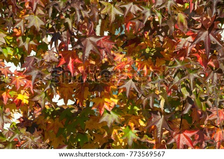 Colorful leafs, liquidamber tree Royalty-Free Stock Photo #773569567