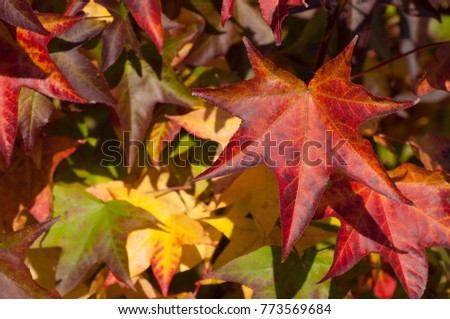 Colorful leafs, liquidamber tree Royalty-Free Stock Photo #773569684