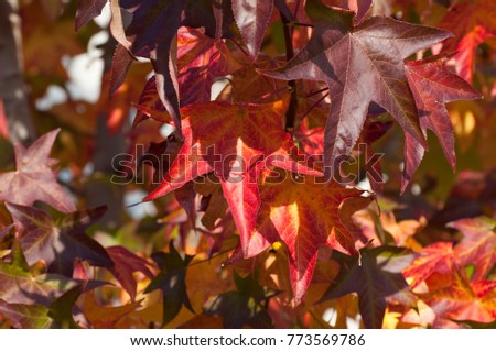 Colorful leafs, liquidamber tree Royalty-Free Stock Photo #773569786