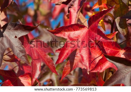 Colorful leafs, liquidamber tree Royalty-Free Stock Photo #773569813