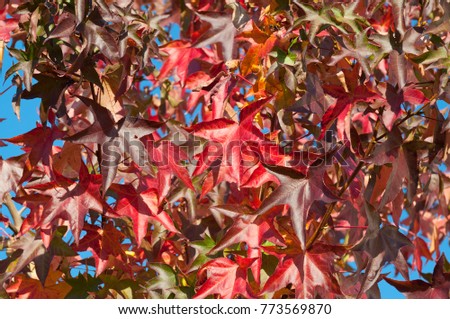 Colorful leafs, liquidamber tree Royalty-Free Stock Photo #773569870