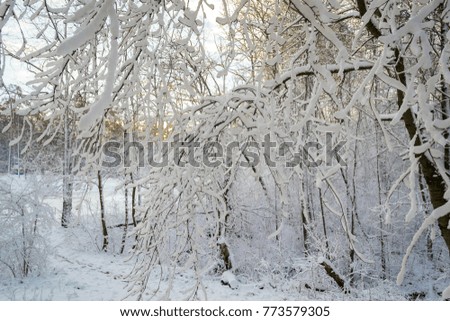 Frosty forest in winter