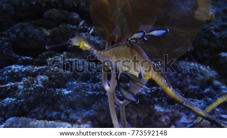Seahorse swimming in colorful coral reef. Bright beautiful sea horse in an aquarium around corals