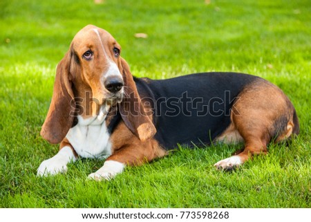 Basset Hound Laying on the Grass Royalty-Free Stock Photo #773598268