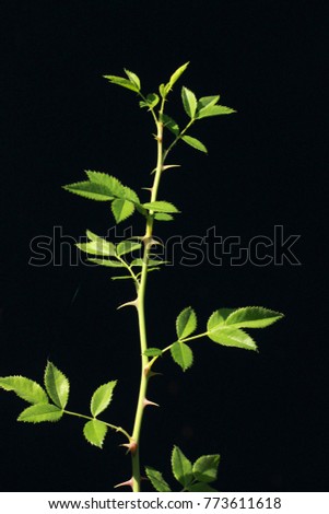 Rose thorn against black background 