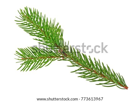 Branch of fir tree on a white background