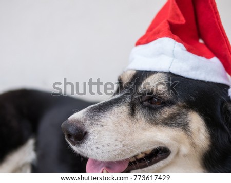 A dog wearing Santa Claus Hat during long holidays of Chirstmas and new year. A dog is kind of cute and happy from her looking.